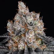 Gelato Strain – product view 7