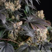 Gelato Strain – product view 8