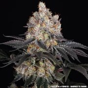 Gelato Strain – product view 9