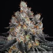 Gelato Strain – product view 10