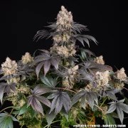 Gelato Strain – product view 11