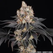 Gelato Strain – product view 12