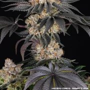 Gelato Strain – product view 13