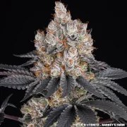 Gelato Strain – product view 14