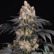Gelato Strain – product view 15