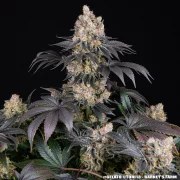 Gelato Strain – product view 16
