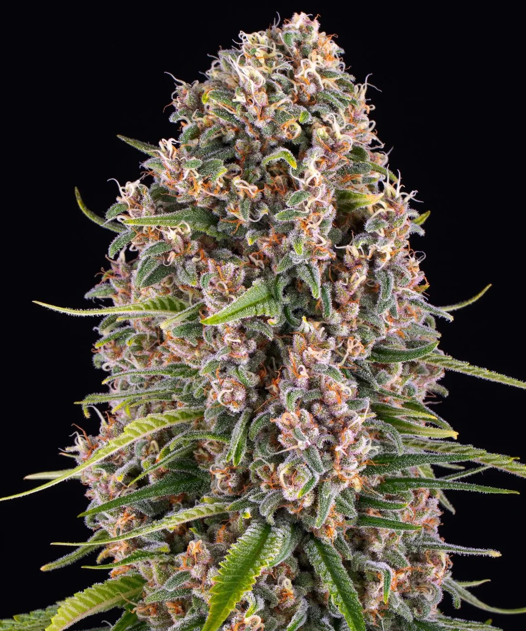 Blue Cheese Strain – product view 1