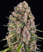 Blue Cheese Strain – product view 1