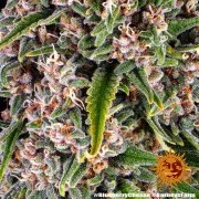 Blue Cheese Strain – product view 2