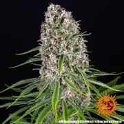 Blue Cheese Strain – product view 3