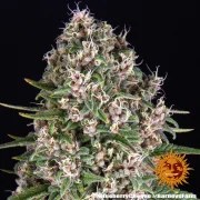 Blue Cheese Strain – product view 4