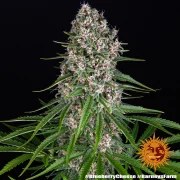 Blue Cheese Strain – product view 5