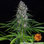 Blue Cheese Strain – product view 6