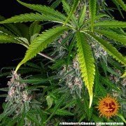 Blue Cheese Strain – product view 7