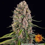 Blue Cheese Strain – product view 8