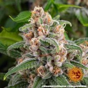 Blue Cheese Strain – product view 9