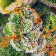 Blue Cheese Strain – product view 10