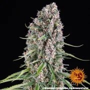 Blue Cheese Strain – product view 11