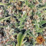 Blue Cheese Strain – product view 12