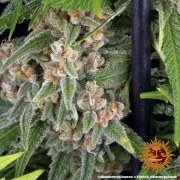 Blue Cheese Strain – product view 13