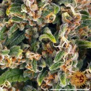 Blue Cheese Strain – product view 14