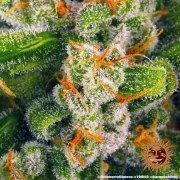 Blue Cheese Strain – product view 15