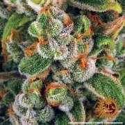 Blue Cheese Strain – product view 16