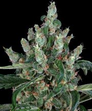 Laughing Buddha Strain – product view 1