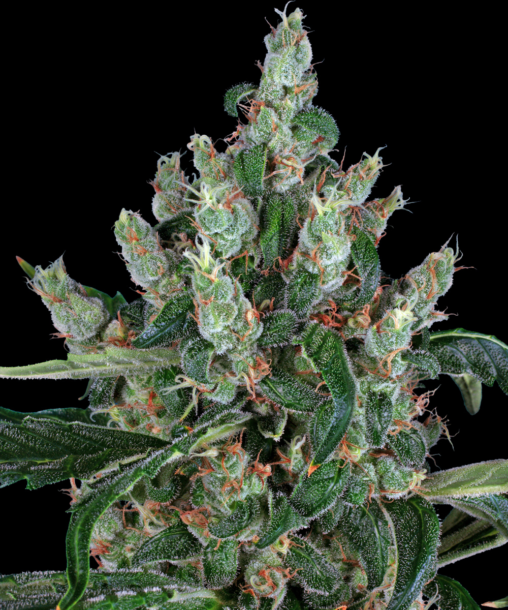Laughing Buddha Strain – product view 1