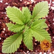 Laughing Buddha Strain – product view 2