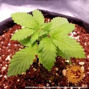 Laughing Buddha Strain – product view 3