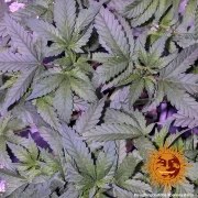 Laughing Buddha Strain – product view 4