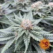 Laughing Buddha Strain – product view 5
