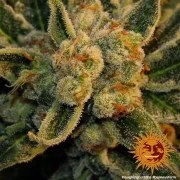Laughing Buddha Strain – product view 6