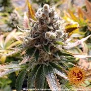 Laughing Buddha Strain – product view 7