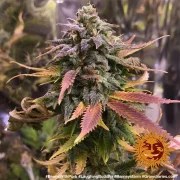 Laughing Buddha Strain – product view 8
