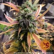 Laughing Buddha Strain – product view 9