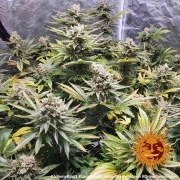 Laughing Buddha Strain – product view 10