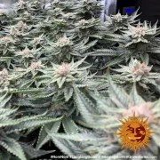 Laughing Buddha Strain – product view 11