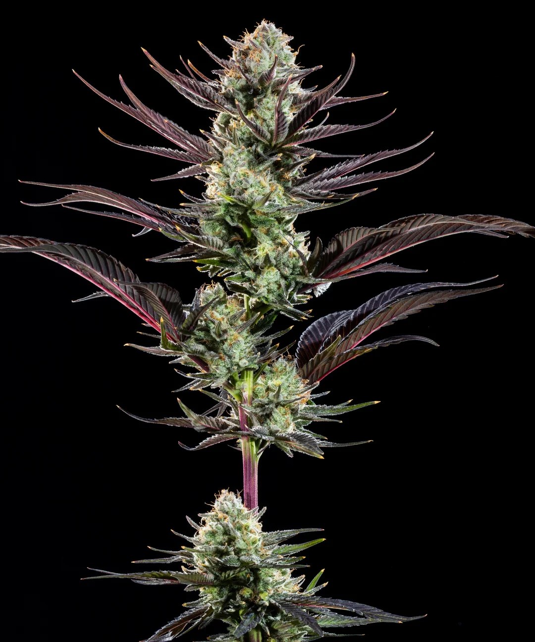 Thin Mint Frosting Strain – product view 1