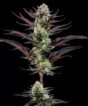 Thin Mint Frosting Strain – product view 1