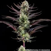 Thin Mint Frosting Strain – product view 2