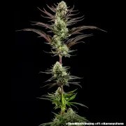 Thin Mint Frosting Strain – product view 3