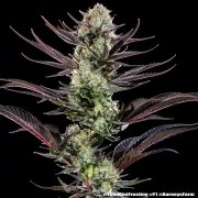 Thin Mint Frosting Strain – product view 4