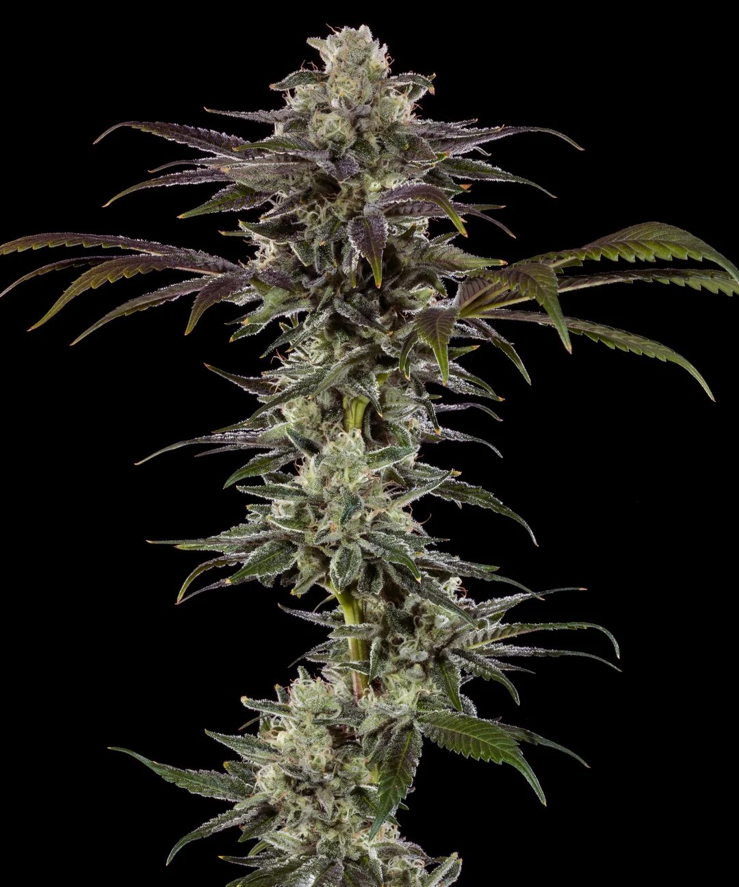 RS11 Strain – product view 1