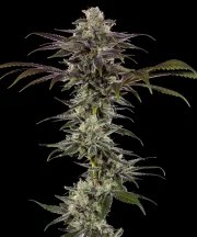RS11 Strain – product view 1