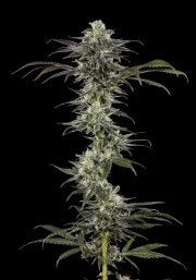 RS11 Strain – product view 2