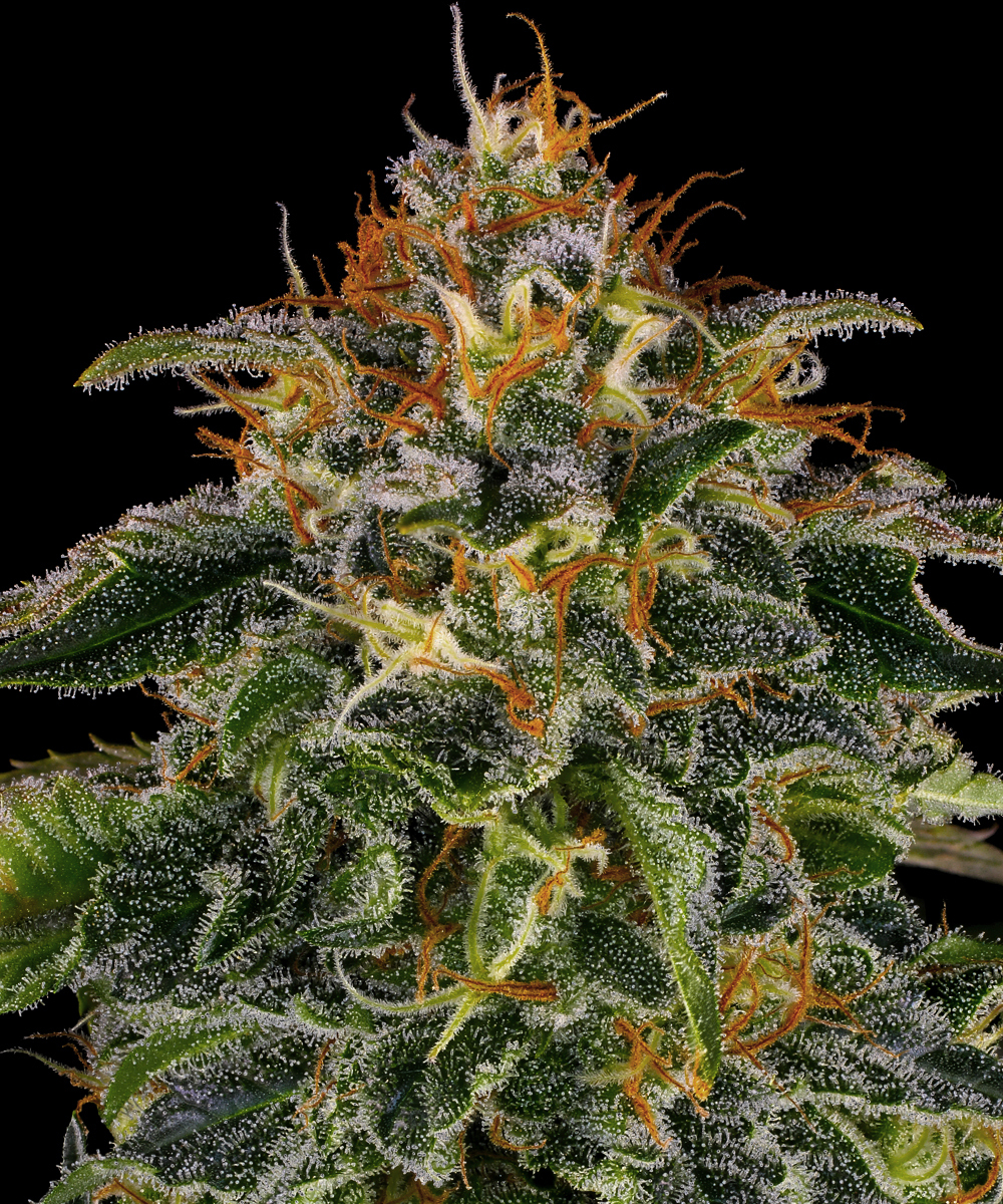 Moby Dick Strain – product view 1