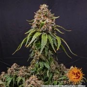 White Widow XXL Strain – product view 2