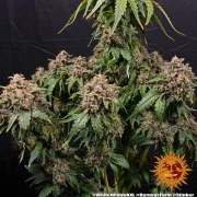 White Widow XXL Strain – product view 3